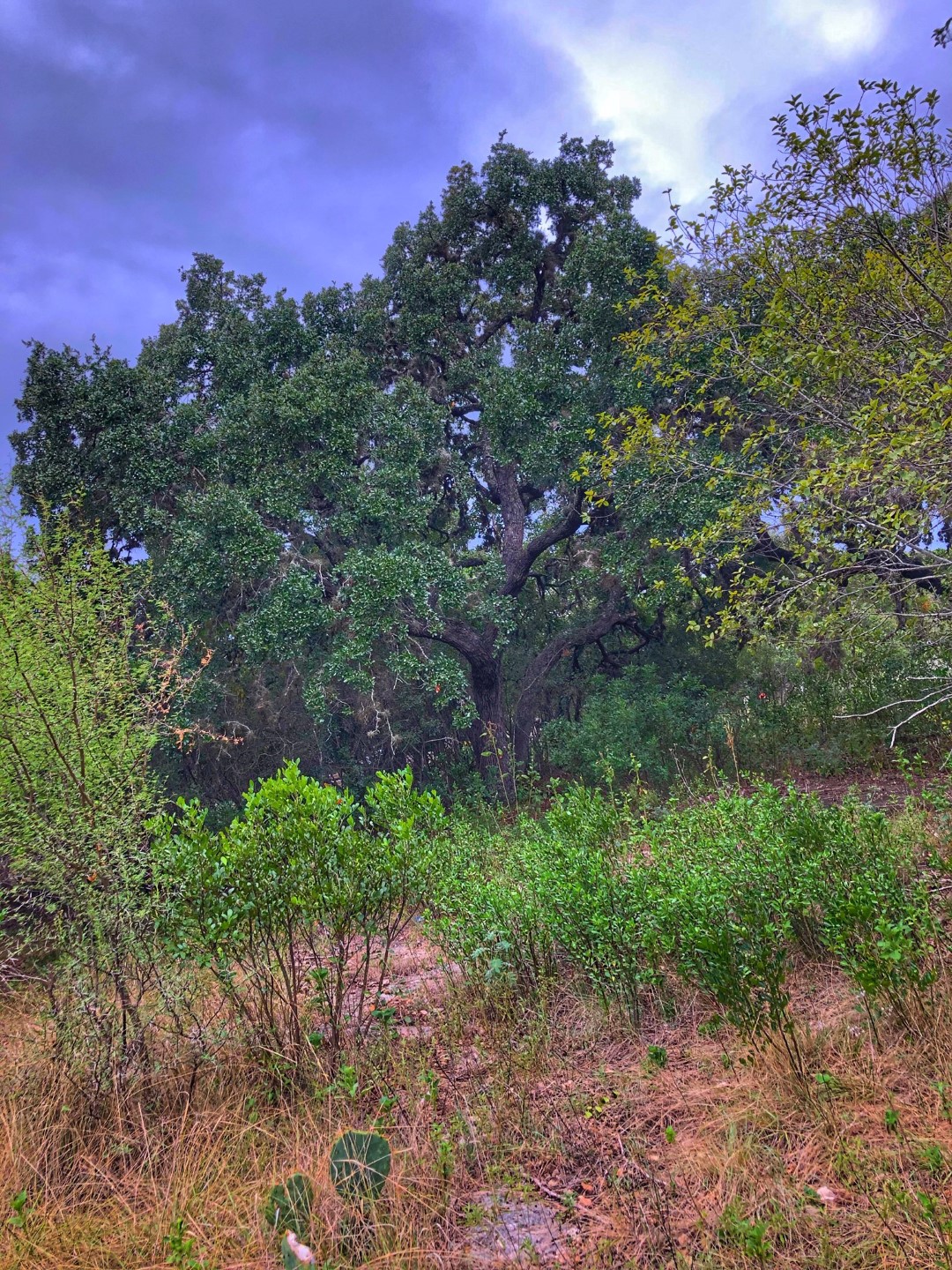 Frio River Co. Real Estate