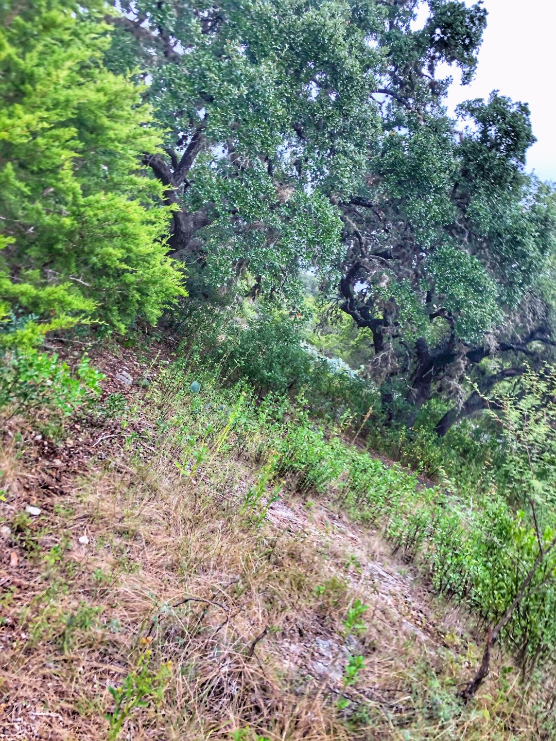 Frio River Co. Real Estate
