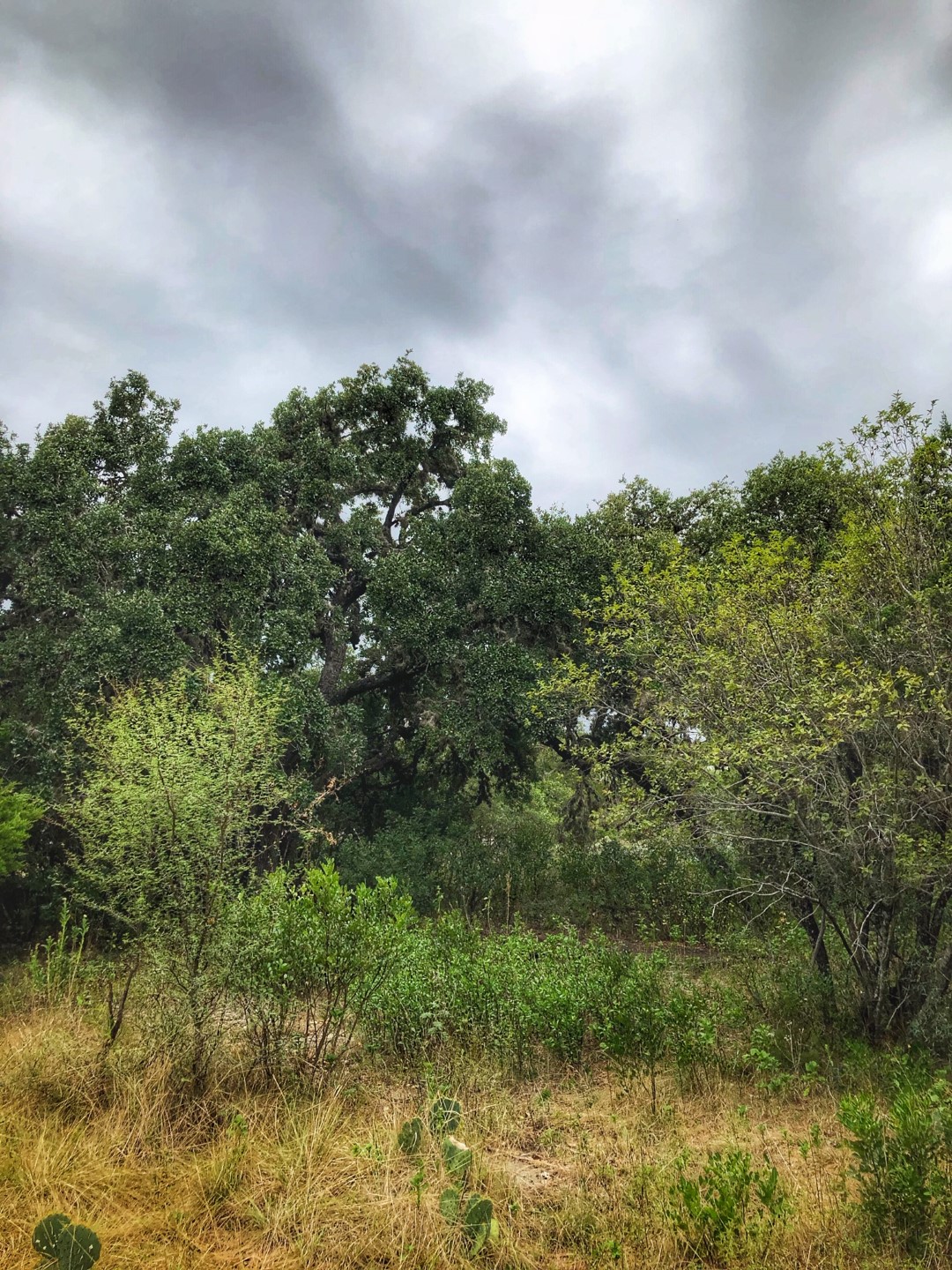 Frio River Co. Real Estate
