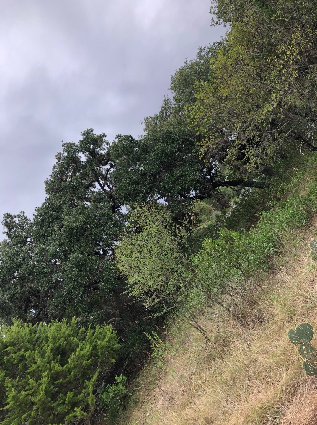 Frio River Co. Real Estate